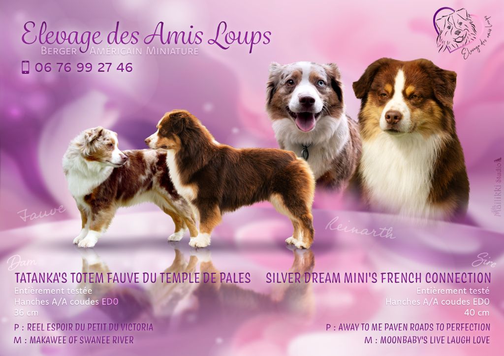 Des Amis Loups - DES BEBES EN PERSPECTIVE