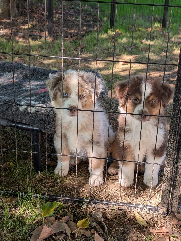 Les bébés de FAUVE et REYNART ont rejoins leurs familles