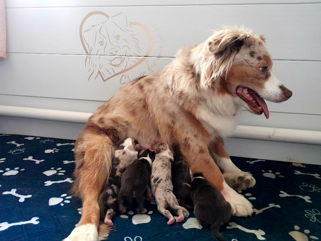 LES BEBES DE FAUVE ET REYNART SONT ARRIVES