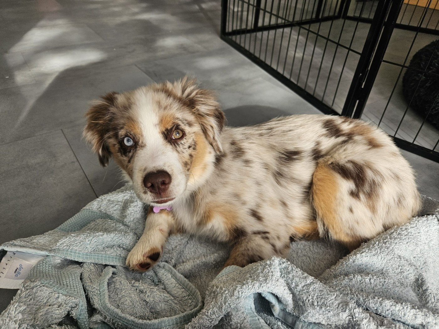 BEBES DE FAUVE ET REYNART