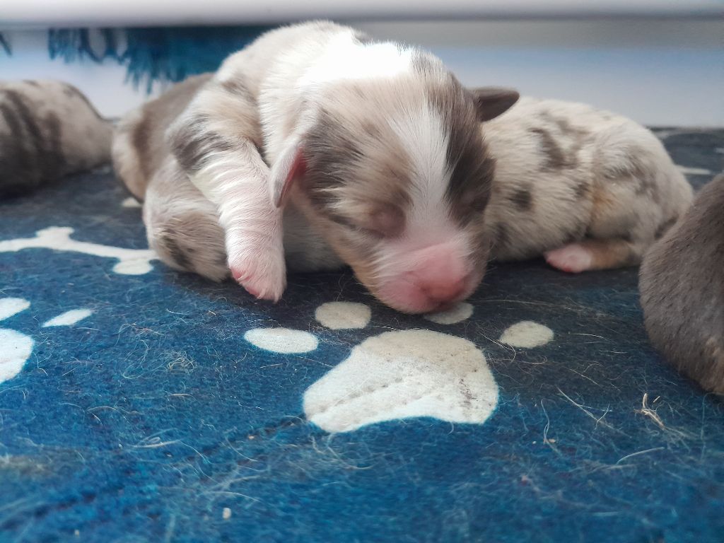 BEBES DE FAUVE ET REYNART