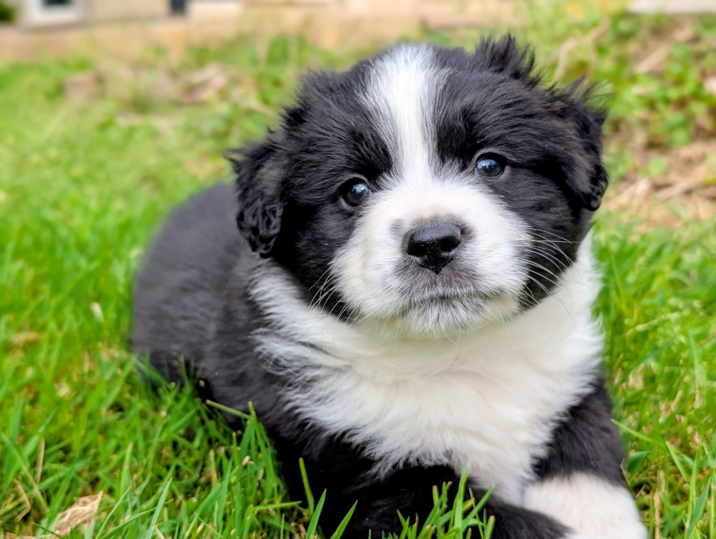 Des Amis Loups - Chiots disponibles - Berger Américain Miniature 