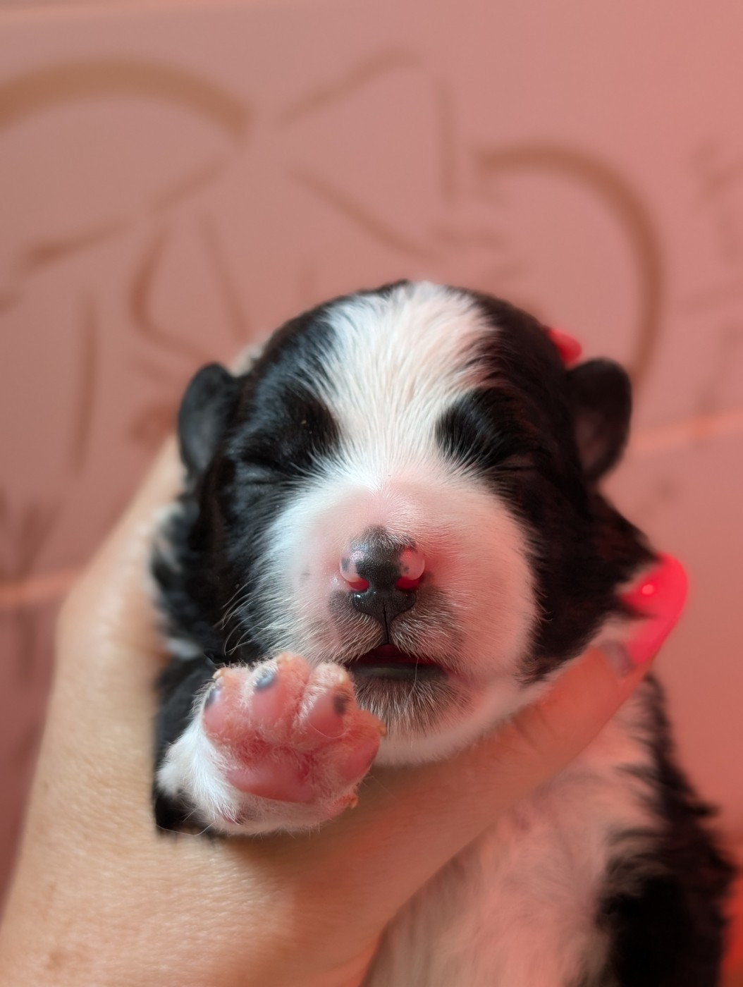 Des Amis Loups - Chiots disponibles - Berger Américain Miniature 