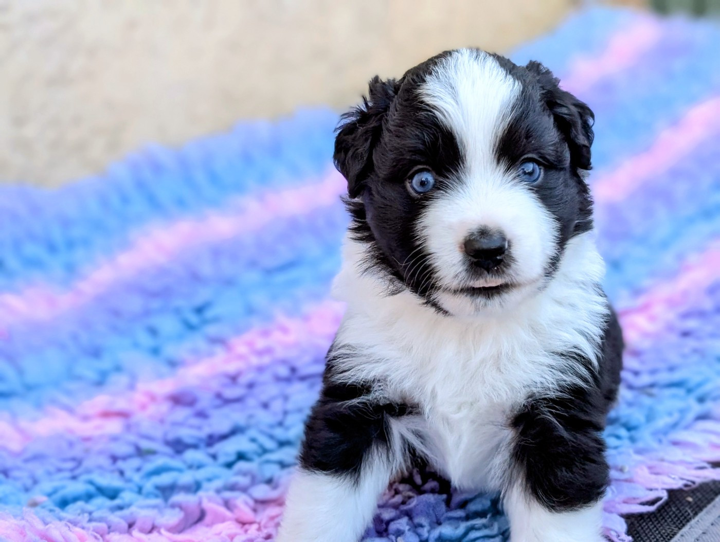 Des Amis Loups - Chiots disponibles - Berger Américain Miniature 