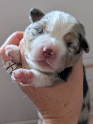 Buddy blue