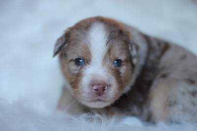 CHIOT 1