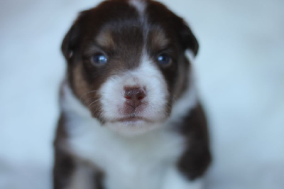 CHIOT 6
