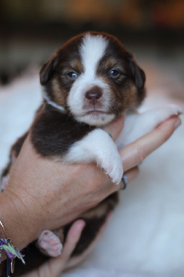 CHIOT 3